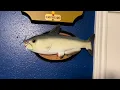 Gemmy Cool Catfish Bad to The Bone 20 phrases