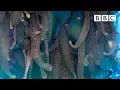 Download The deadly tentacles of the Portuguese man o' war | Blue Planet II - BBC One mp4 3gp mp3 videos - waplic