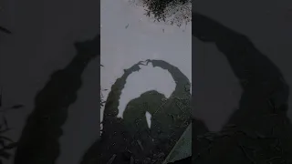 طول ما الدنيا بينا بتلف هنفضل كتف في كتف عصام صاصا 