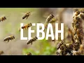 Download Lagu Penyerbuk Yang Sibuk - Lebah #AlamSemenit
