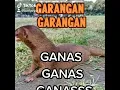Download Lagu Garangan ganas