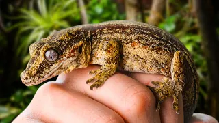 Creating a Mansion for an Adopted Gargoyle Gecko (Giant Bioactive Build)