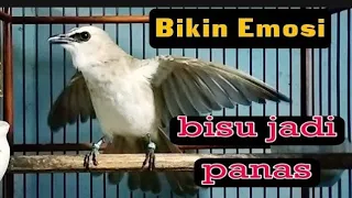burung trucuk anda pasti ngamuk dan gacor kalau dengar suara trucuk edan
