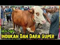 Lagu Harga Indukan Dan Dara Super Pasar Glenmore Banyuwangi Jatim