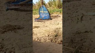 صيد العندليب بالفخ التقليدي 