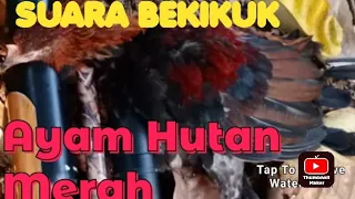 Download SUARA PEMIKAT AYAM HUTAN KASINTU JAWA/BEKIKUK|| DIJAMIN JOSSS MENDEKAT MP3