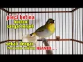 Download Lagu Paling cepat di respon pleci jantan, pleci betina birahi memanggil jantan