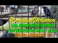 Download Lagu RAMBATAN DORAEMON || Cara Pemilihan Bahan Ombyokan \u0026 Membedakan Jantan/Betina Secara Akuraat!!! 100%
