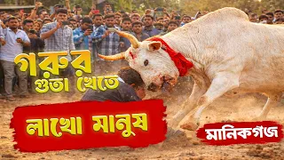 গরুর গুতা খেতে লাখো মানুষ এর ভির। Bull Race🐂🔥 গ্রামবাংলার ঐতিহ্য । মানিকগঞ্জ মান্তা মেলা । Vlog 03