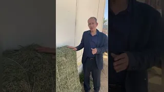 ما هو الفرق بين البرسيم الرطب والبرسيم الجاف وأيهما اعلى في نسبة البروتين 