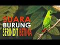 Download Lagu 1 JAM DURASI - SUARA BURUNG SERINDIT BETINA