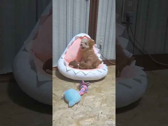 動画