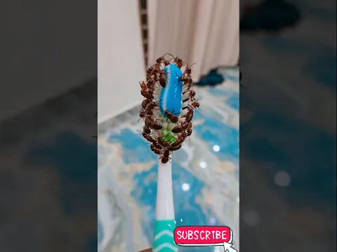 Insects  on the  toothbrush 🪥 | #trending #funny #shorts | Isaac the Mass