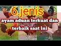 Download Lagu 6.jenis ayam aduan terkuat dan terbaik saat ini