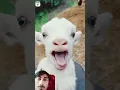Download Lagu #goat #funny #cute #love #comedy #viralvideo