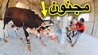 محاولة السيطرة علي اقوى عجل في العالم شاهد الفيديو قبل الحذف دندنها