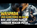 Download Lagu 10 Tanda Fisik Orang yang Dijaga Khodam Macan Putih❗Waspadai Energi Gaib di Sekitarmu