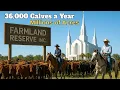 Inside the LDS Church s 16 Billion Farmland Empire - 42 500 Cows 36 000 Calves Millions of Acres