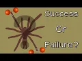 I taxidermy a spider for the first time ever Was it a success