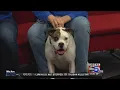 Northern Plains Boxer Rescue Interview