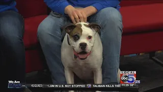 Northern Plains Boxer Rescue Interview