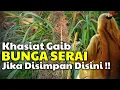 ENTITAS GAIB TAKUT SAMA ORANG YANG SUKA MENYELIPKAN BUNGA SERAI DISINI ! Khasiat Gaib Bunga Serai
