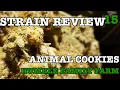 ANIMAL COOKIES STRAIN REVIEW 15 GROWERS ONLY CO