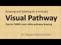 How to draw the visual pathway in a minute II Tips and tricks for drawing anatomical figures easily