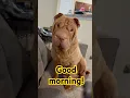 Download Lagu The momma needs a PSL or a cup of coffee! #goodmorning #dog #sharpei #psl #pumpkinspice
