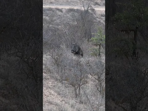 Wild boar hunting #okaysahin #wildboar #hunting