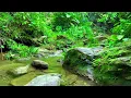 Download Lagu Natural Sounds of Forests, Streams Combined with Birds Chirping, Natural Sounds help Reduce Fatigue