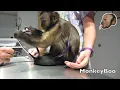 Monkey Vet Visit