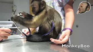 Monkey Vet Visit