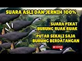 SUARA PIKAT BURUNG RUAK RUAK atau TRUWOK JANTAN PALING AMPUH #3