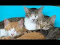 Download Lagu Di Dalam Sekolah yang Terbengkalai!? Kunjungi Penampungan Kucing Paling Mengharukan di Jepang🏫🐈