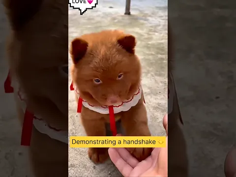 Smart puppy πΆ #smartpuppy #cutepuppy #puppylove #puppylife #puppyshortvideo #shorts