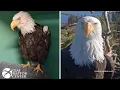 Beloved Big Bear eagle Jackie dies after prolonged illness wildlife s say