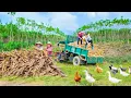 Download Lagu Cassava Harvest With Ngan - Using Trucks to Deliver to Villagers