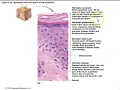 Human Anatomy Lecture Ch 5 The Integumentary System