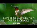 Which is the only bird that can fly backwards Nature s Aerial Acrobat