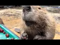 Free Therapy Beavers eating