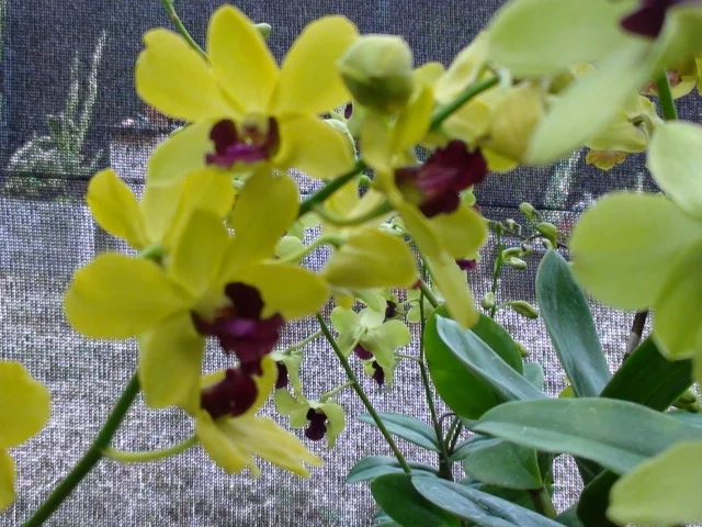 MULTIPLICAÇÃO DE ORQUÍDEAS DENFALEN PASSO A PASSO