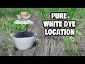 How to find PURE WHITE DYE in Crimson Desert