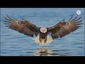Download Lagu 1 Jam non stop suara burung Elang
