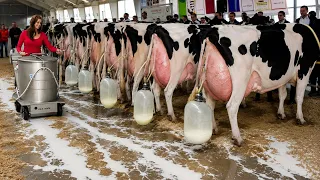 Modern Smart Cow Farm #2026 – Automated Feeding, Milking, Calf Transport & Mega Farm Machines