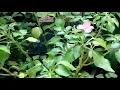 Pink Balsam Flower
