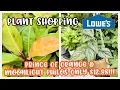 Plant Shopping Haul at Lowe s Prince of Orange and Moonlight Philos Only 12 98