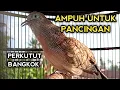 Download Lagu PERKUTUT BANGKOK GACOR SUARA AMPUH UNTUK PANCINGAN PERKUTUT BANGKOK PAK KAJI 