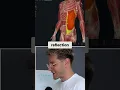 External Oblique Anatomy Function and Trunk Rotation Explained