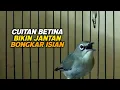 Download Lagu Cuitan Pleci Betina Ini Bisa Menaikan Birahi Semua Pleci Jantan Bongkar Isian Dalam Hitungan Menit